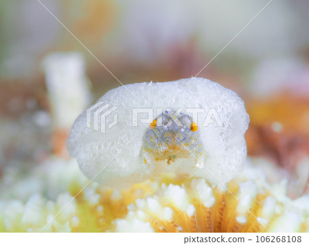 Fellow of the kaikamuri Fellow of the kaikamuri 106268108