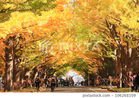 Hokkaidō ginkgo trees in autumn colors Hokkaidō ginkgo trees in autumn colors 106268109