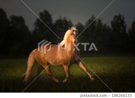 Haflinger horse with white mane is running on the sunset Haflinger horse with white mane is running on the sunset 106268133
