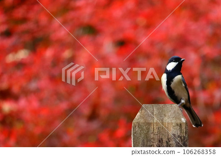 Great tit facing front with autumn leaves 106268358