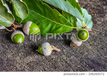 Acorns found in the garden of Kenji Miyazawa Kenji's Fairy Tale Acorn and Wildcat Acorn Baby 106268572