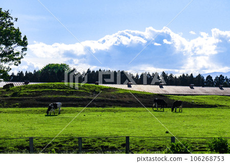 Summer pasture at Koiwai Farm in Iwate Prefecture, blue sky with white clouds and Holstein cows Summer pasture at Koiwai Farm in Iwate Prefecture, blue sky with white clouds and Holstein cows 106268753
