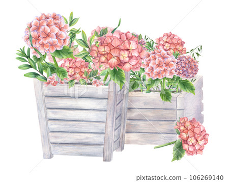 Lush blooming pink hydrangeas and green plants in wooden flower pots. Garden Hortensia branches. Watercolor illustration isolated on white background. Composition for urban garden, houseplant. 106269140