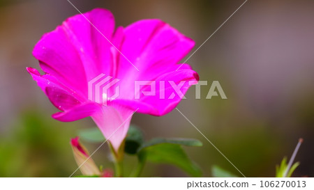Pink morning glories blooming in Rikugien Gardens Pink morning glories blooming in Rikugien Gardens 106270013