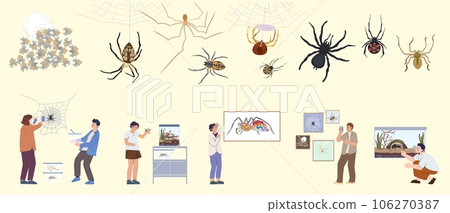 Spider Insect Flat Set 106270387