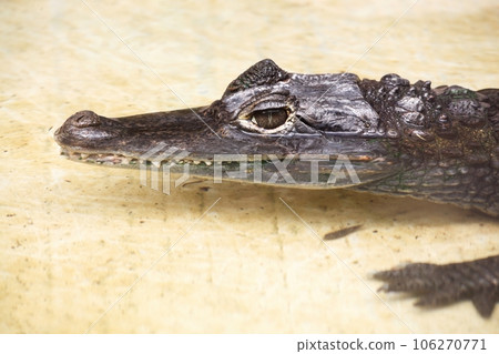 Portrait of a spectacled caiman Portrait of a spectacled caiman 106270771