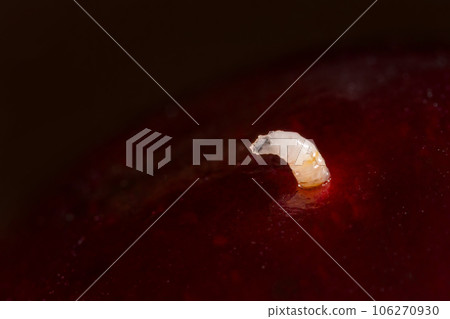 View of maggot, larva of cherry fruit fly comes out of cherry - macro 106270930