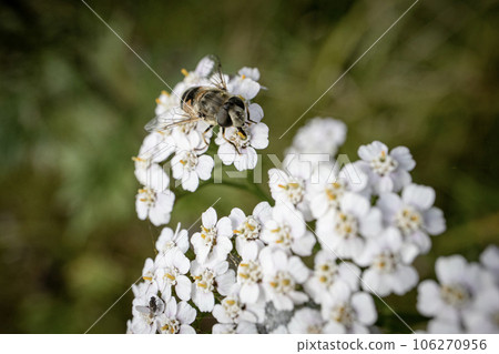 The dronefly Eristalis tenax collecting pollen on a yarrow flower The dronefly Eristalis tenax collecting pollen on a yarrow flower 106270956