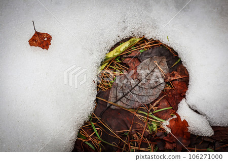 Snowdrift texture covering the brown wet brown leaves on the ground in early spring Snowdrift texture covering the brown wet brown leaves on the ground in early spring 106271000