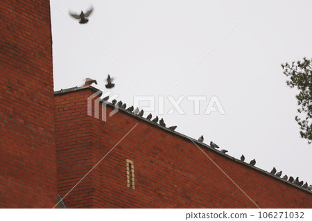Silhouette of many pigeons on the roof of a red brick building with some flying birds on white sky background in town Silhouette of many pigeons on the roof of a red brick building with some flying birds on white sky background in town 106271032
