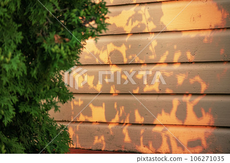 The dark shadow of the leaves of a hedge on orange wooden plank wall in evening light 106271035