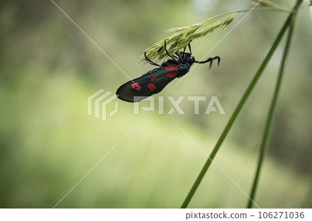 A pretty Six-spot Burnet Moth, Zygaena filipendulae, sitting upside down on a grass in a meadow green blurred background 106271036