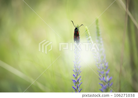 A pretty Six-spot Burnet Moth, Zygaena filipendulae, perched on a plant in a meadow in soft morning light A pretty Six-spot Burnet Moth, Zygaena filipendulae, perched on a plant in a meadow in soft morning light 106271038