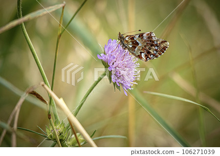 Wild purple flower with a butterfly sitting on it in a meadow in nature in the rays of sunlight in summer close-up macro view Wild purple flower with a butterfly sitting on it in a meadow in nature in the rays of sunlight in summer close-up macro view 106271039
