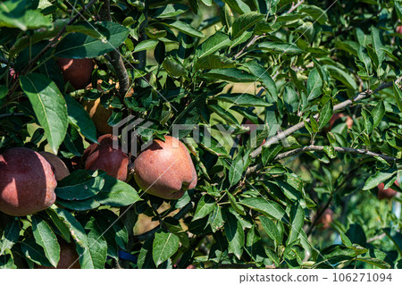 Ripe red apples in the garden Ripe red apples in the garden 106271094