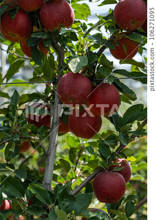 Ripe red apples in the garden Ripe red apples in the garden 106271095