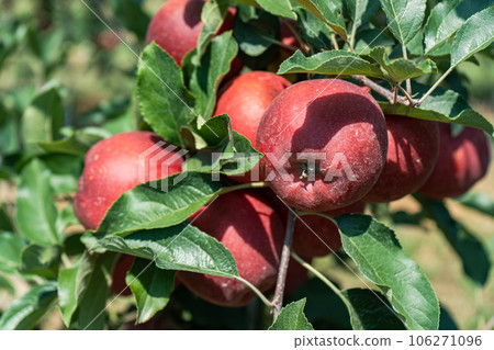 Ripe red apples in the garden 106271096