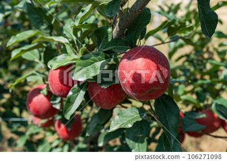 Ripe red apples in the garden 106271098