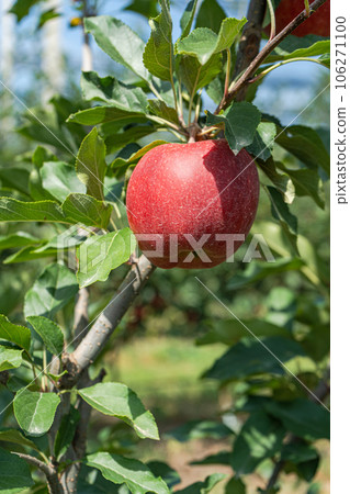 Ripe red apples in the garden 106271100