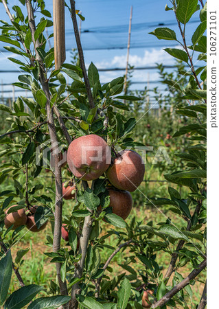Ripe red apples in the garden Ripe red apples in the garden 106271101