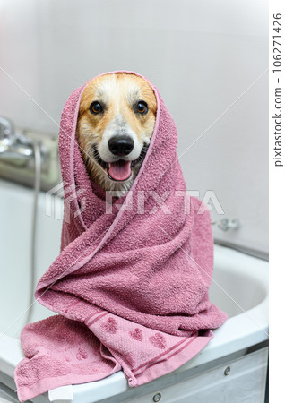 Wet dog stands on its hind legs in the bathroom after bathing. Wet dog stands on its hind legs in the bathroom after bathing. 106271426