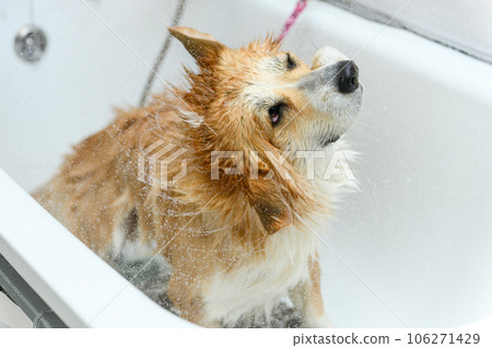The dog shakes off the water after bathing while standing in the tub. 106271429