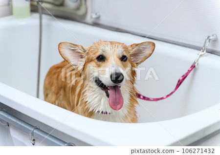 Wet dog stands in the bathroom after bathing. 106271432