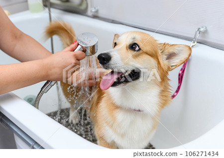 Funny portrait of a welsh corgi pembroke dog showering. Funny portrait of a welsh corgi pembroke dog showering. 106271434