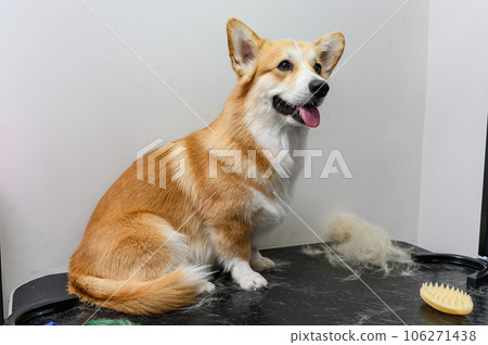Charming young corgi with a tuft of combed dog hair. 106271438