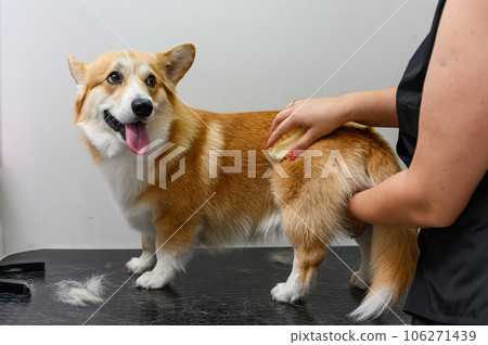 A female groomer combs out the hair of a young corgi dog. A female groomer combs out the hair of a young corgi dog. 106271439