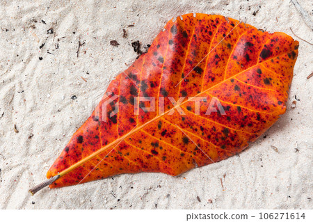 Fallen red leaf lays on white sand. Natural background. Terminalia catappa Fallen red leaf lays on white sand. Natural background. Terminalia catappa 106271614