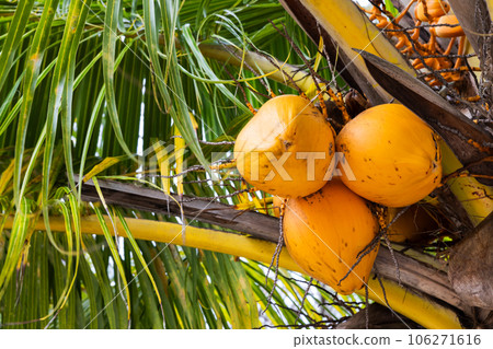 Three yellow cocnuts grow on a palm tree 106271616