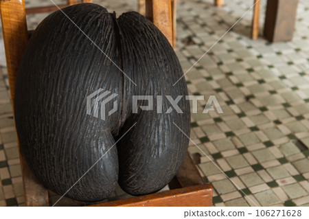 Coco de mer nut with outer husk removed. Fruit of Lodoicea 106271628