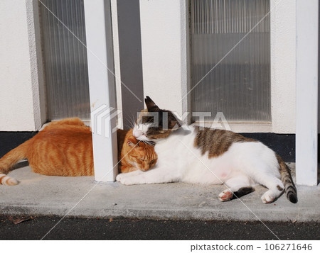 The brown tiger cat of the son clinging to his father The brown tiger cat of the son clinging to his father 106271646
