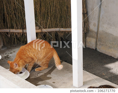 A cute cat eating rice avoiding the wet floor A cute cat eating rice avoiding the wet floor 106271770
