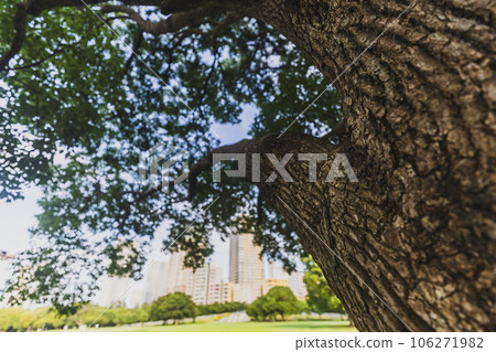 公園裡的樹木長得很高,直衝雲霄 公園裡的樹木長得很高,直衝雲霄 106271982