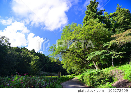 Hidden Flower Spot - Oiwake Citizen's Forest Hidden Flower Spot - Oiwake Citizen's Forest 106272499