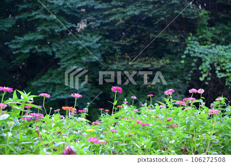 Hidden Flower Spot - Oiwake Citizen's Forest Hidden Flower Spot - Oiwake Citizen's Forest 106272508