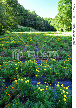 Hidden Flower Spot - Oiwake Citizen's Forest Hidden Flower Spot - Oiwake Citizen's Forest 106272527