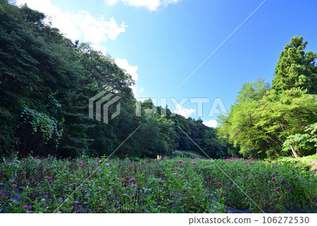 Hidden Flower Spot - Oiwake Citizen's Forest 106272530