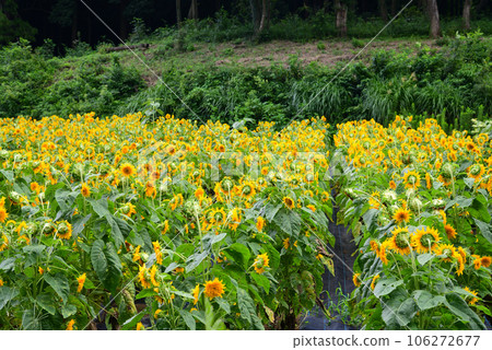 隱藏的花點 - 追分市民森林 隱藏的花點 - 追分市民森林 106272677