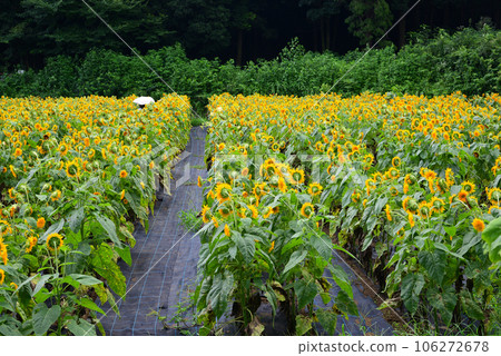 Hidden Flower Spot - Oiwake Citizen's Forest 106272678