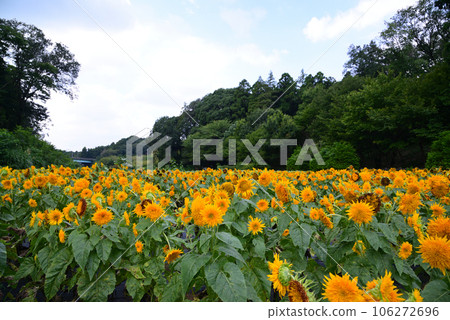 Hidden Flower Spot - Oiwake Citizen's Forest 106272696