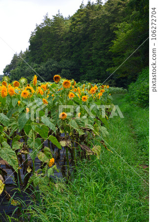 隱藏的花點 - 追分市民森林 隱藏的花點 - 追分市民森林 106272704