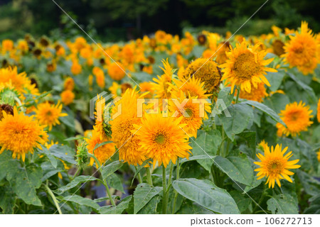 Hidden Flower Spot - Oiwake Citizen's Forest 106272713