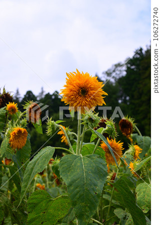 夏天的花——向日葵 夏天的花——向日葵 106272740