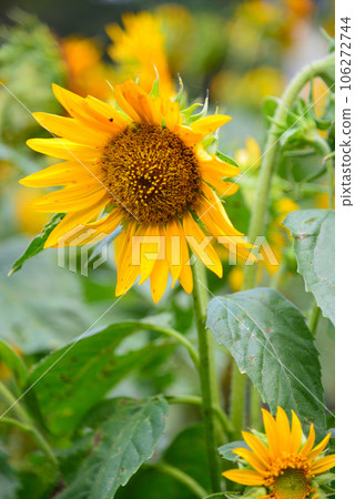 summer flower-sunflower summer flower-sunflower 106272744