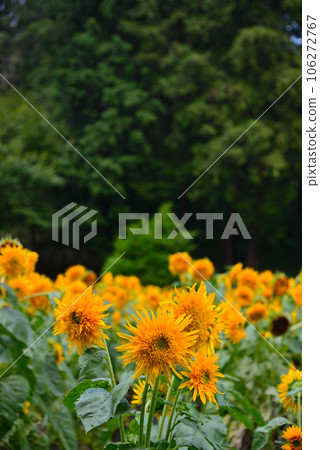 夏天的花——向日葵 夏天的花——向日葵 106272767