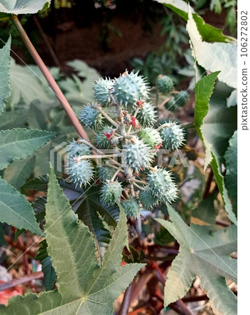 Close up of castor bean plant  106272802
