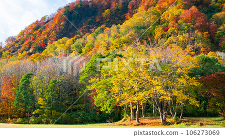 Autumn leaves (at Kijiyama Plateau, Akita Prefecture) 106273069